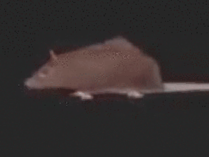 JUST A RAT