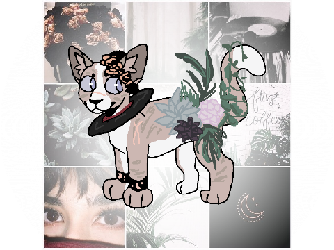 More Designs YAAYY