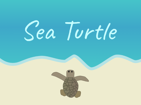 Sea Turtle
