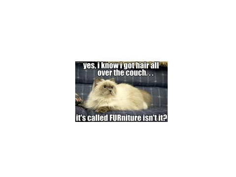 Cute and funny animal pictures!