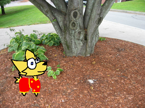 The history of woozles