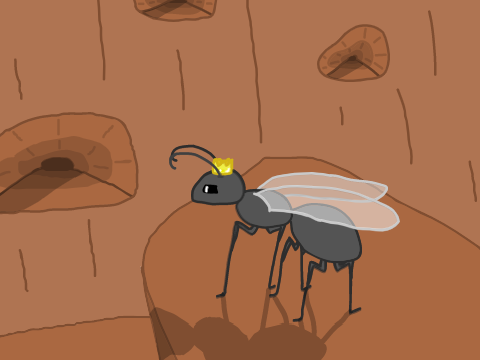 Ant Queen Redwood