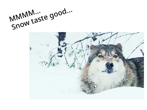 Wolf GIFs @Littleultimawerwolf have more