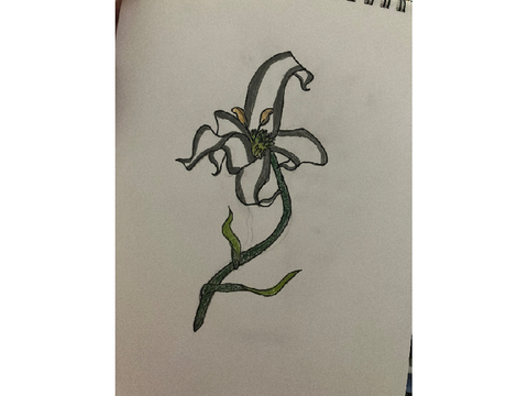 I drew the Panda Lily!