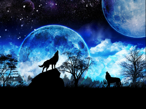 Wolves are Missunderstood
