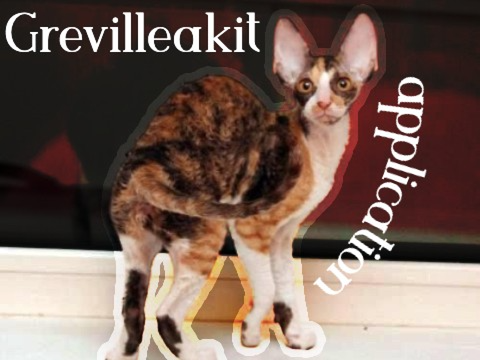 ' ' Even walls have ears! ' ' -- Grevilleakit application