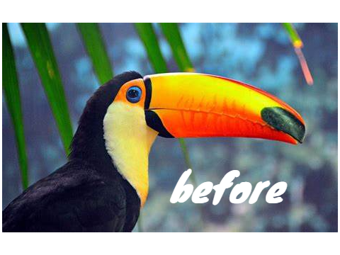 toucan block shade