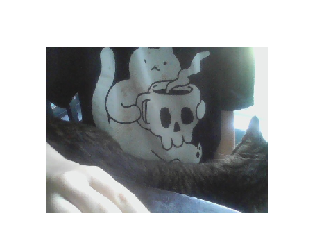 My cat :>