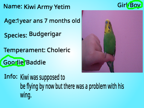 Kiwi Army Yetim