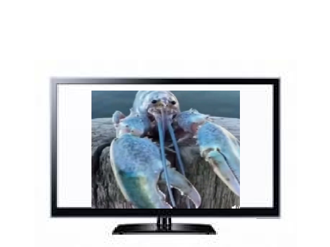 blue lobster on tv?
