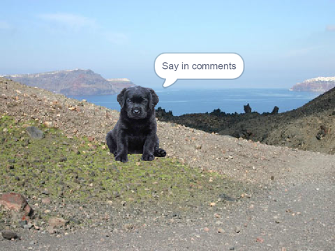 do you like dogs