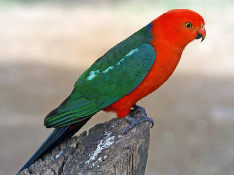 My characters for the animated birds