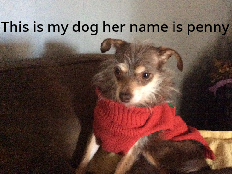 My dog penny