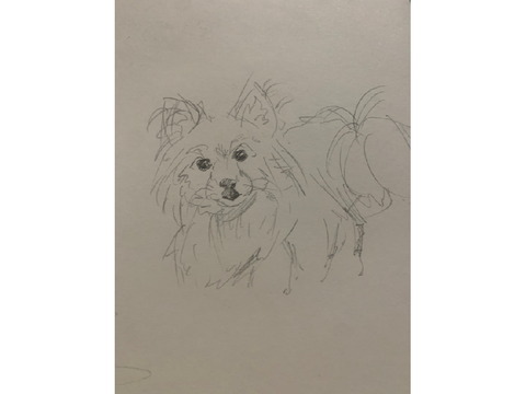 mixed doodles 