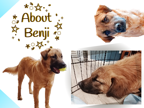 About Benji!