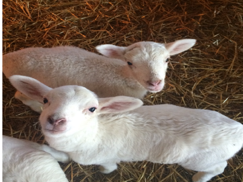 New Arrivals!