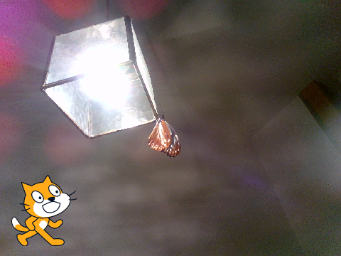 アサギマダラ飼育始めした