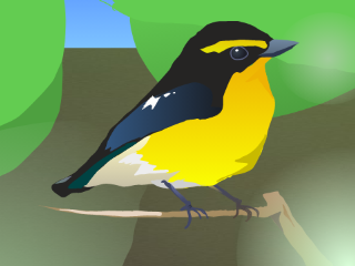ｷﾋﾞﾀｷ~Ficedula narcissina~bird art#2