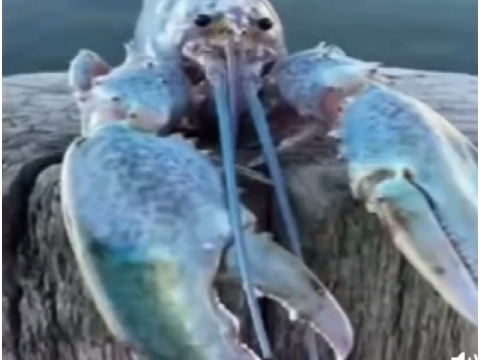 blue lobster pull's up