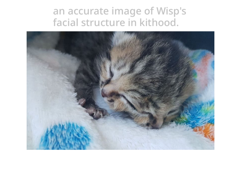 Research (albinism and diprosopia) | Wispkit