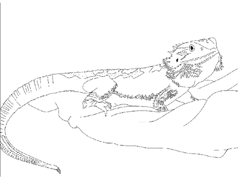 My bearded dragon