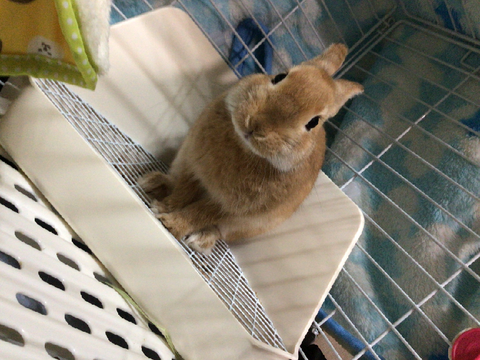 うちのうさぎ