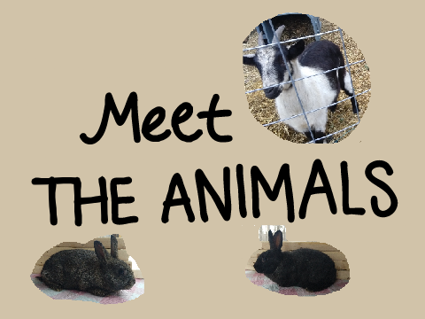Meet The Animals | Photo Dump