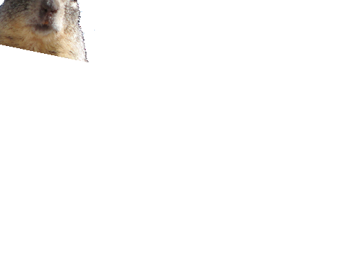 squirrel be like 7