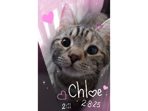 My Baby Kitty Chloe