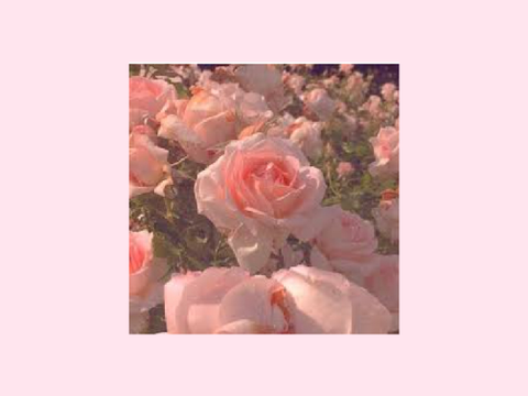 Rose_Aesthetic2