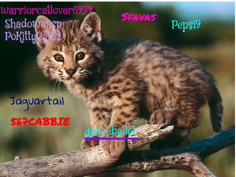 Sign here if you're against Bobcat hunting!  remix remix