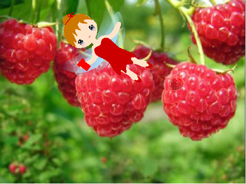 the raspbery fairy remix