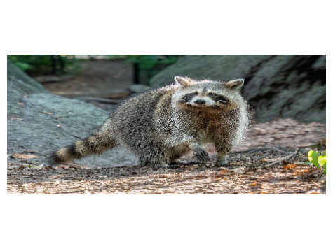raccoontangle