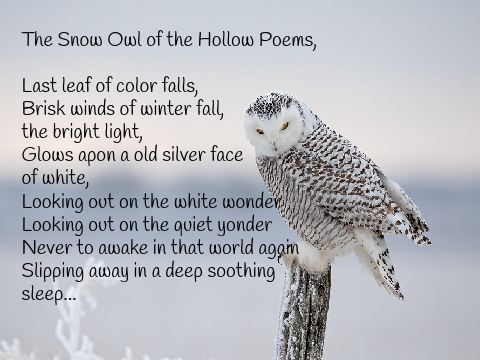 The Snow Owl Poems,