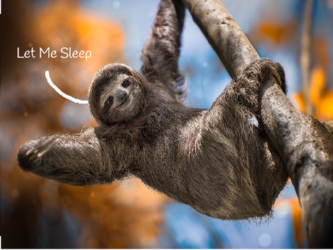 Let me sleep sloth