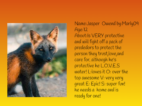Adopt a fox!