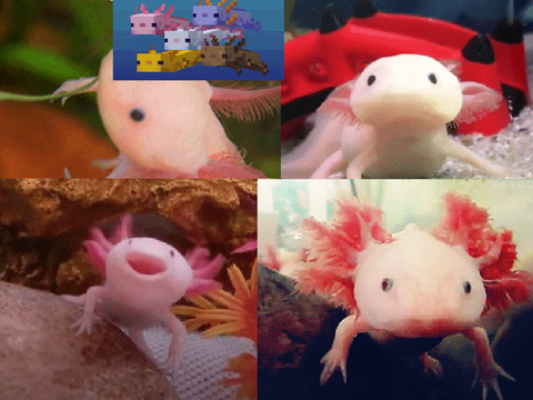 Axolotl