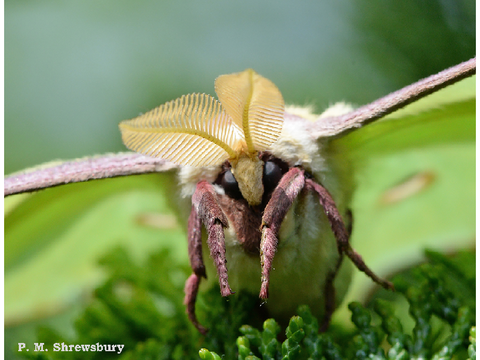 iris's silly bug collection