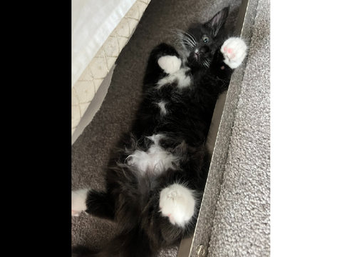 Pictures of my pet cat Star which I make games about