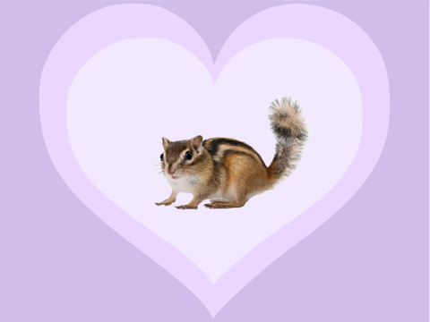 Cute Chipmunk