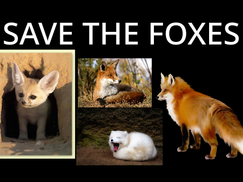 STOP HUNTING FOXES remix remix remix remix remix 7's remix... remix remix remix remix remix r… remix