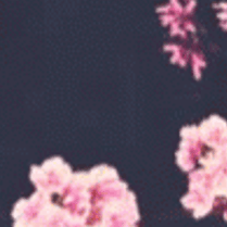    ❀❀❀❀