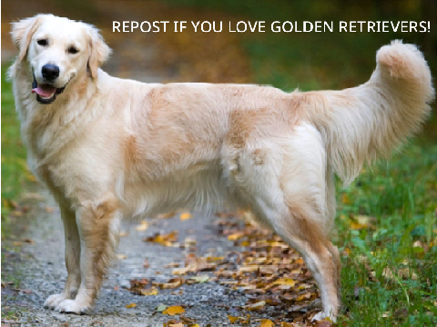 Repost if you LOVE golden retrievers!