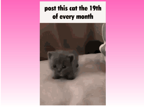 Remix this cat the 19th of every month
