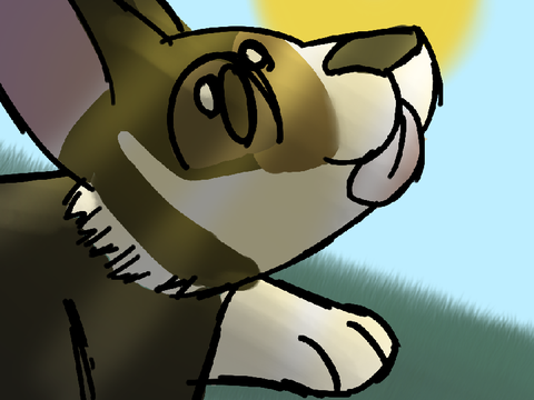Corgi