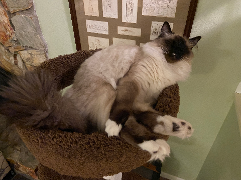 Cat Compilation