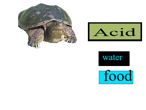 feed the turtle remix