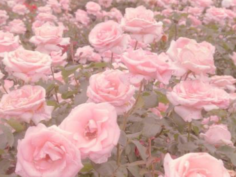 ❀