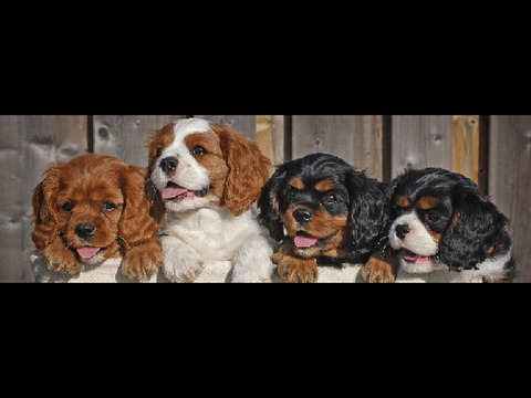 cute pupies