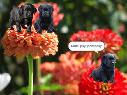 Male psyyyyyyy!